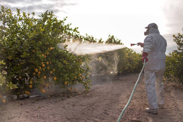 Best Bed Bug Extermination  in Hiram, GA