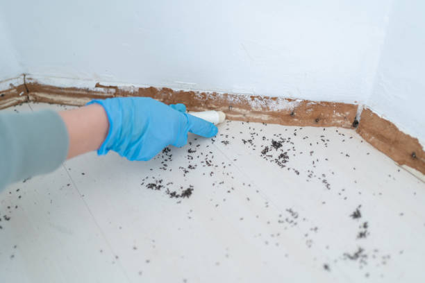 Insect Control in Hiram, GA